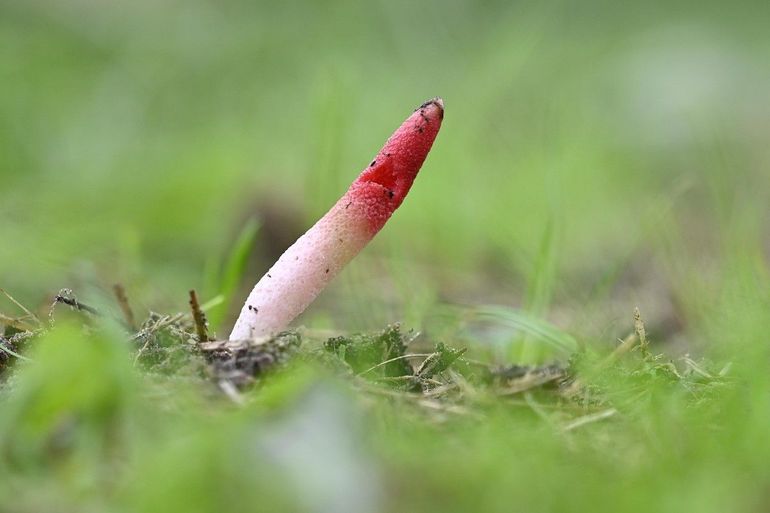 De roze stinkzwam is slechts enkele uren zo mooi – de zwam wordt snel aangevreten door slakken of spoelt weg door regen