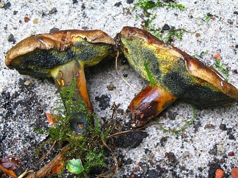 Soms zijn er veel Inktboleten (Cyanoboletus pulverulentus)  in de Staatsbossen van Schoorl  te vinden