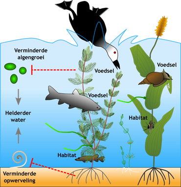 Belangrijke functies van onderwaterplanten