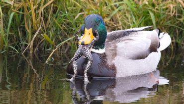 Wilde eend met kikker / Thom van Oijen - Fotogalerij Dit is geen gek eetgedrag! In de lente eten eenden ook vissen en kleine diertjes. Al lijkt deze kikker wel wat groot