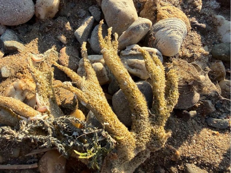Aangespoelde gewone zoetwaterspons op een droge rivierbodem in de Waal ten noorden van de Millingerwaard