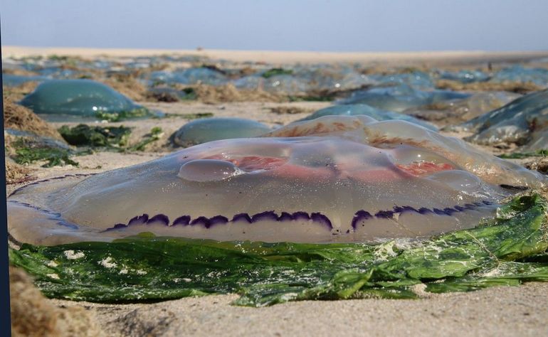 Hoe je meestal een zeepaddenstoel aantreft. Aan de bruinroze gonaden zie je dat de voorste een vrouwtje is. Die van mannetjes zijn blauw ...