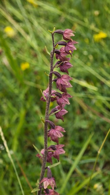 Bruinrode wespenorchis in Wallonie