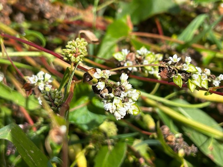 Boekweitbloemen bevatten veel nectar. Dat maakt het een goed 'bijengewas', er komt een aromatische en zeer donker gekleurde honing van boekweit