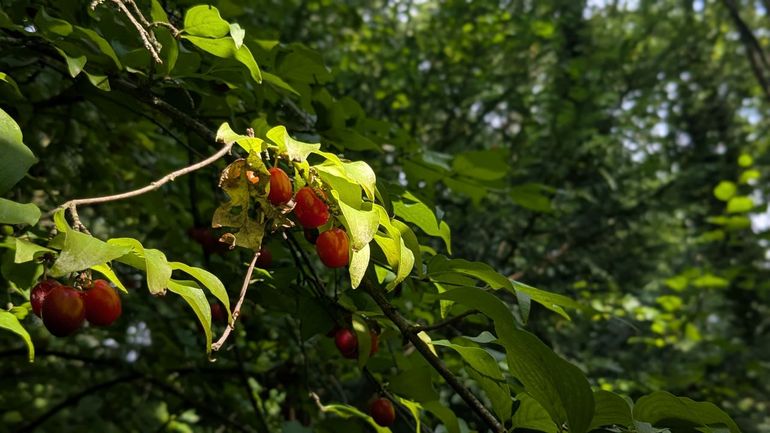 Van de steenvruchten van gele kornoelje kun je jam en compote maken