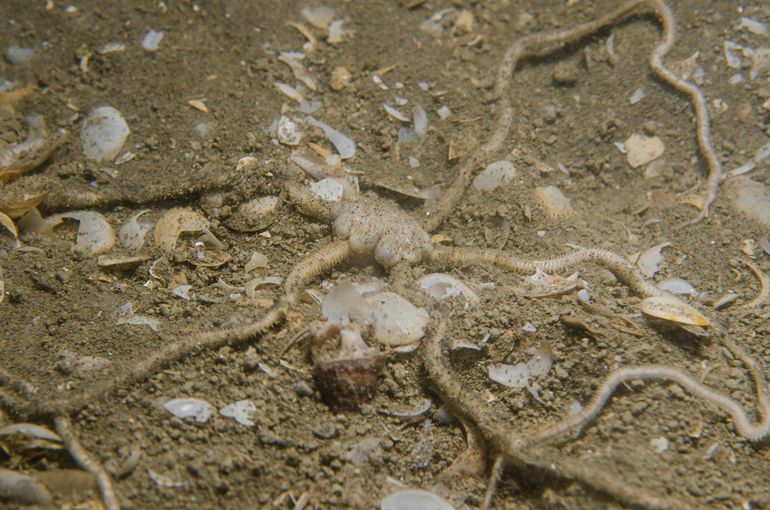 Voor de foto is deze Ingegraven slangster even uitgegraven en later weer met slib bedekt. Hij graaft zichzelf binnen enkele minuten weer in