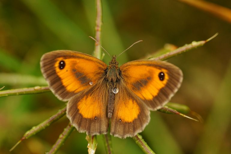Het oranje zandoogje staat nu op de lijst van bedreigde vlinders
