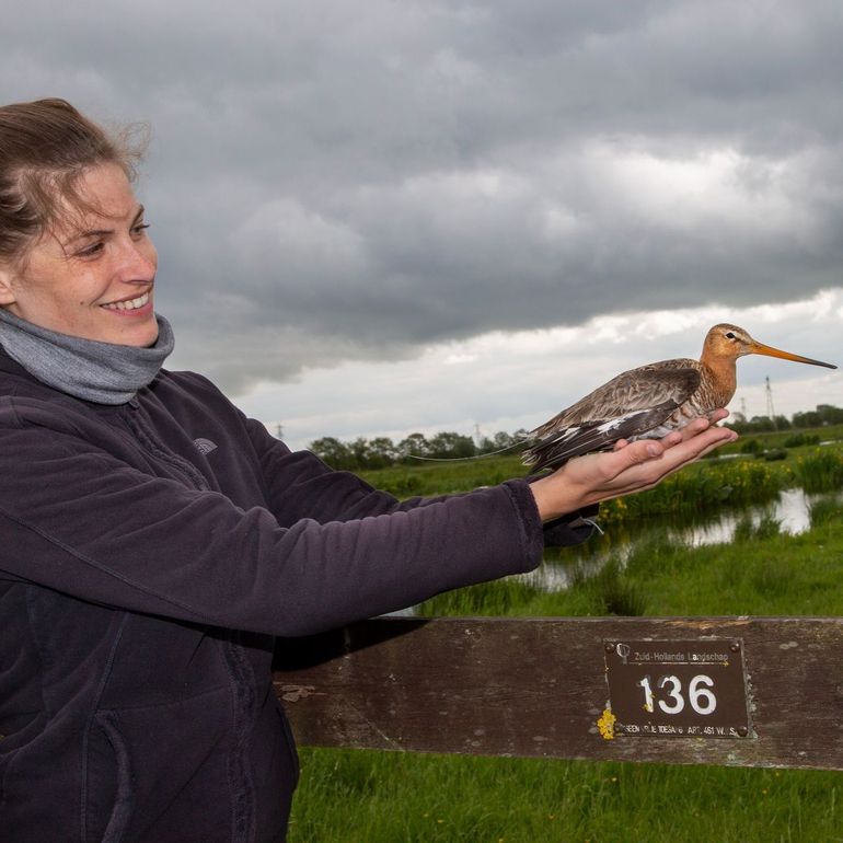 Gezenderde grutto in de Bovenkerkerpolder