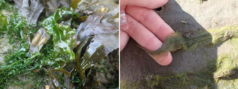 Zeesla en darmwieren kunnen verschillende vormen hebben: van groene bladeren tot haarfijne buisjes. Links: Ulva californica, rechts: Ulva capillata