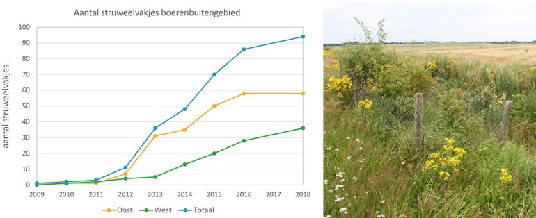 Ontwikkeling van het aantal struweelvakjes over de tijd in Boerenbuitengebied Muntendam. Rechts: voorbeeld van een struweelvakje aan de Daaleweg