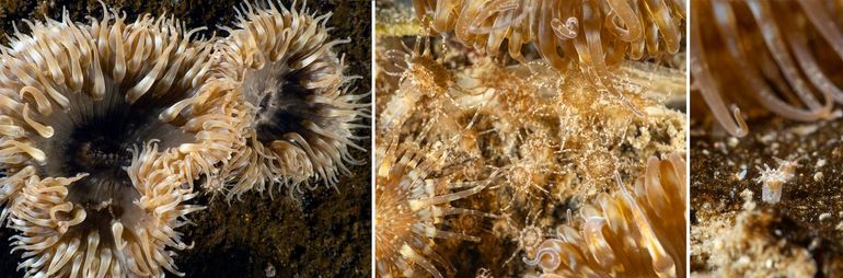 Zonneroosjes staan vaak bij elkaar. Ze zijn levendbarend. Tussen de grotere dieren zie je vaak jonkies. Midden en rechts: babyzonneroosjes. Exemplaren gefotografeerd bij de Bergse Diepsluis