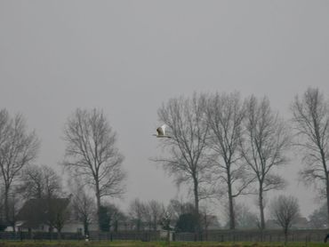 Kleine zilverreiger