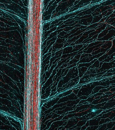 Synchrotron-beeld van een blad van Pycnandra acuminata. De blauwe kleur geeft het netwerk van melksapkanalen weer