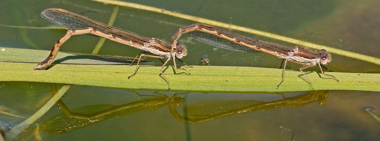De eitjes worden in tandem afgezet, waarbij het mannetje het vrouwtje achter haar kop vast heeft