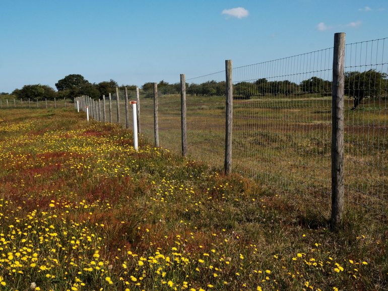 Uitsluiten van de sterke overbegrazing in de AWD leidde al snel tot herstel van vegetatie met veel bloeiende planten