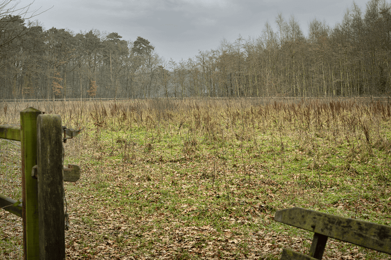 De nieuwe bosaanplant op het landgoed