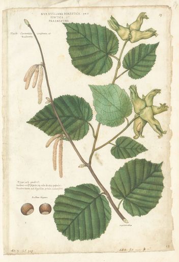 Lambertsnoot (Corylus maxima)