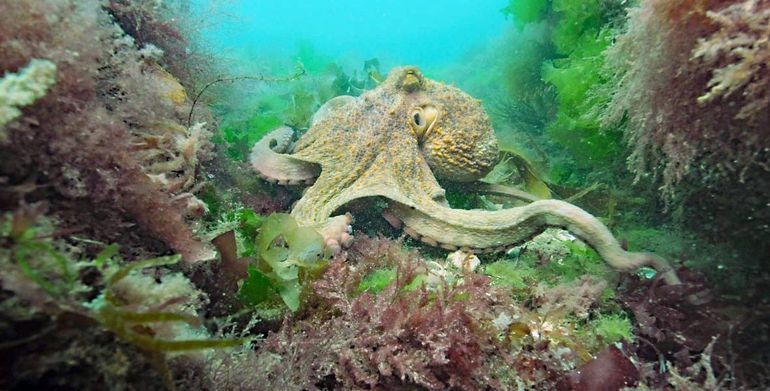 De Gewone of Grote octopus (Octopus vulgaris) gefotografeerd tijdens de 'Octopus-bloom' in Zuid-Engeland