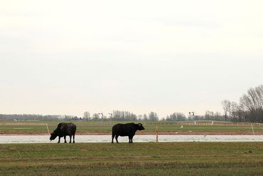 Waterbuffels in de Noordwaard
