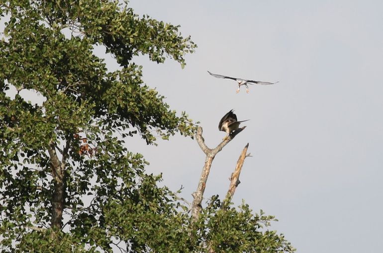 Grijze wouw valt buizerd lastig