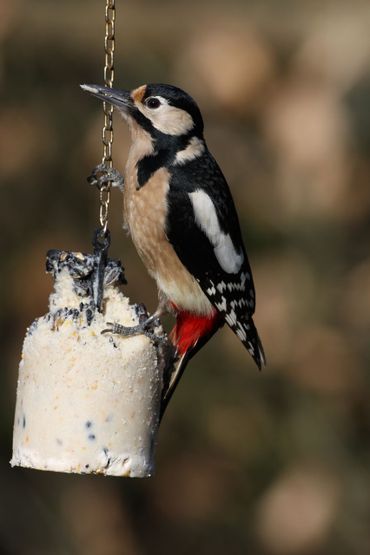 Etende grote bonte specht