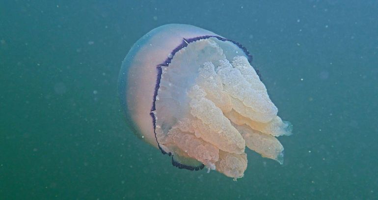 Zwemmende zeepaddenstoel