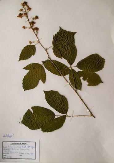 Herbariummateriaal van Rubus psilops