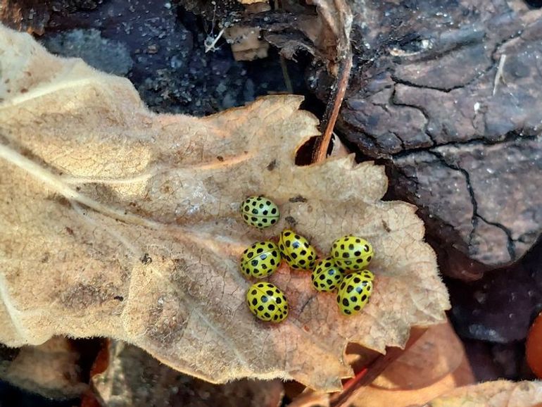 Citroenlieveheersbeestjes die in november bij elkaar zijn gekropen voor wat warmte. Het moet maar
