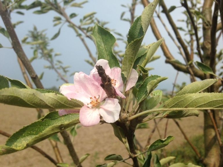 Najaarsbloei van een appelboom in Wageningen op 4 september 2018
