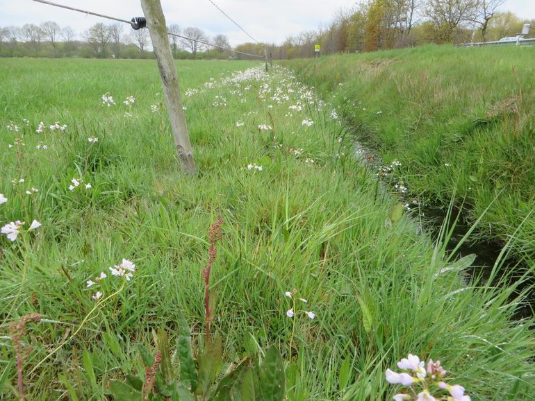 Graslandrand met pinksterbloemen in Brabant