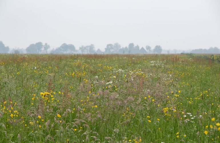 Kruidenrijk grasland