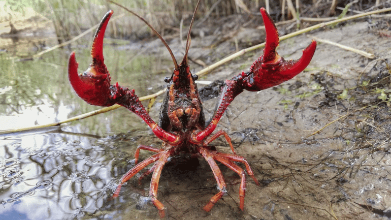 De rode Amerikaanse rivierkreeft is een van de exotische Amerikaanse rivierkreeften die niet meer gaan verdwijnen uit Nederland