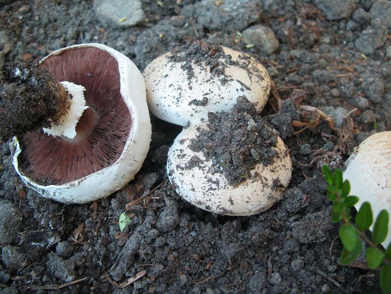 Gekweekte champignons