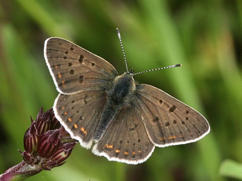 Bruine vuurvlinder, een mannetje