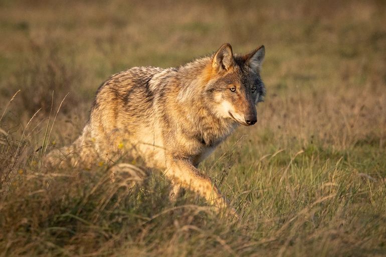 De wolf kijkt niet in de camera