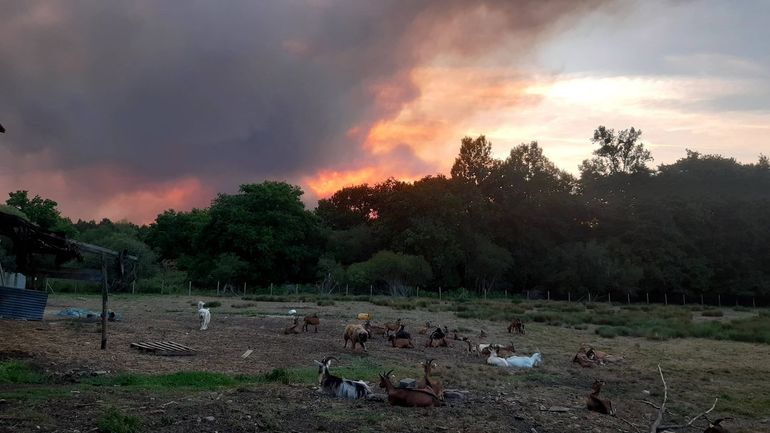 Foto van de bosbranden genomen vanaf de boerderij Chevrerie de la Môle Noaillan, Frankrijk