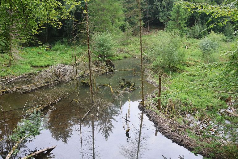 Een bevermeer met dam en burcht. Aan de dode fijnsparren in het water is te zien dat het beekje hier voorheen door een donker fijnsparrenbos stroomde