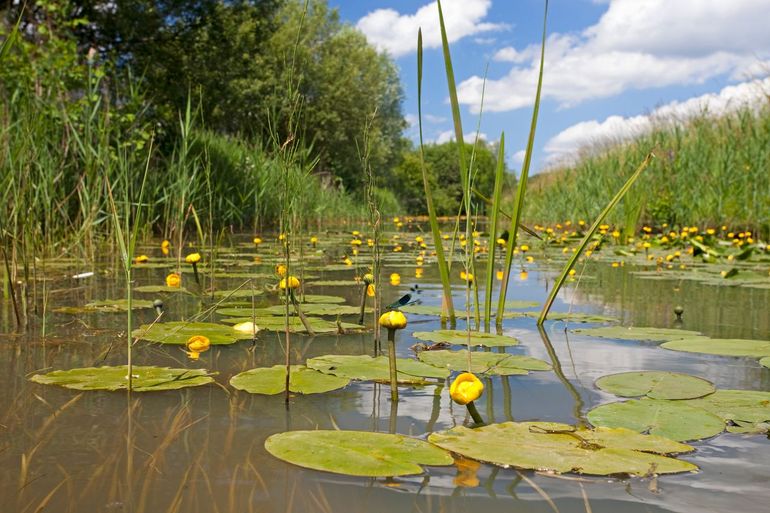 Het Deurzerdiep in Drenthe. De Drentschse Aa, met een breed stroomdal, meandert door het landschap en is een vroeg voorbeeld van beekherstel