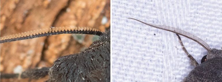Links de voelspriet van een mannetje zwarte witvleugeluil en rechts die van een heidewitvleugeluil
