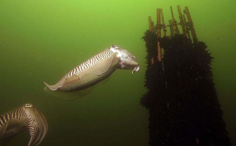 Rechts: door duikers gemaakt en geplaatst 'tentje' – een stokkenbouwsel van bamboe – waaraan het Zeekatvrouwtje (midden) zwarte, druif- of olijfachtige eieren vastmaakt