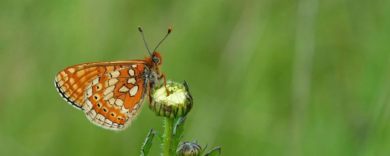 Moerasparelmoervlinder