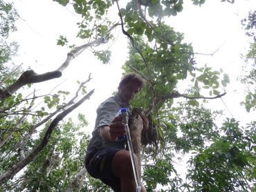 Researcher Maarten Schrama looking for larvae of the Culex bisulcatus mosquito in an epiphytic bromeliad on St. Eustatius