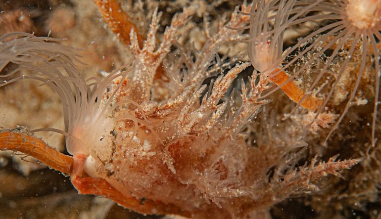 De hydroïdpoliep penneschaft, met daarop een natuurlijke vijand: de grote boompjesslak