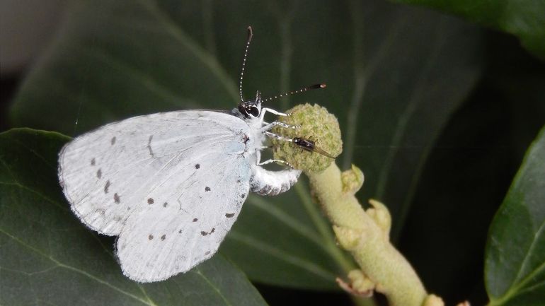 Het boomblauwtje legt in de zomer de eitjes op de bloemknoppen van klimop. De rupsjes eten eerst in die knopjes en verpoppen uiteindelijk in de strooisellaag