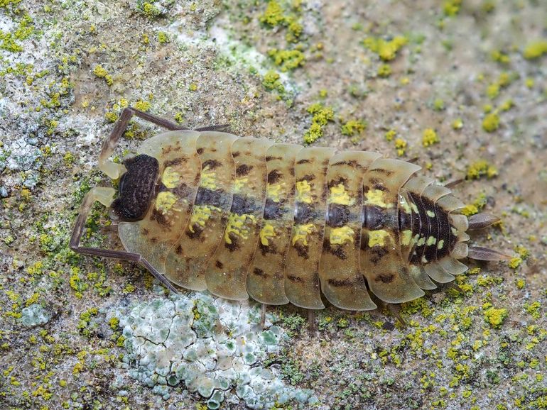 Zwartkoppissebedden hebben, naast een donkere kop, een donkere rugstreep met gele stippen