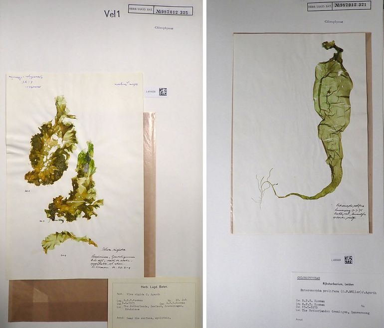 Twee voorbeelden van onderzochte herbariumexemplaren uit de historische collectie