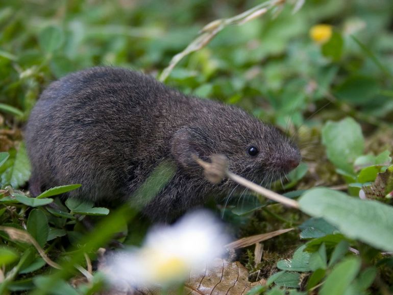Een ondergrondse woelmuis, bovengronds