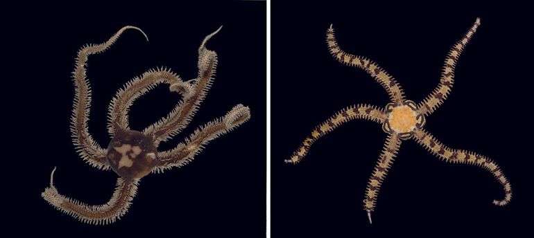 Links: Zwarte brokkelster (Ophiocomina nigra), rechts: Mozaïekbrokkelster (Ophiopholis aculeata). Twee nieuwe brokkelsterren (slangsterren) voor de Nederlandse Noordzee. Beide levend aangetroffen op scheepswrakken op het Nederlandse deel van de Doggersbank. In vitro opnamen aan boord
