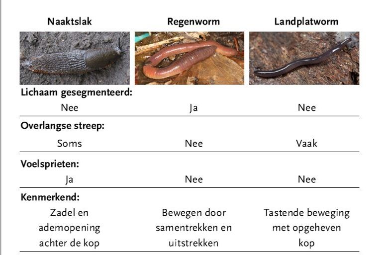 Verschillen tussen naaktslakken, regenwormen en landplatwormen