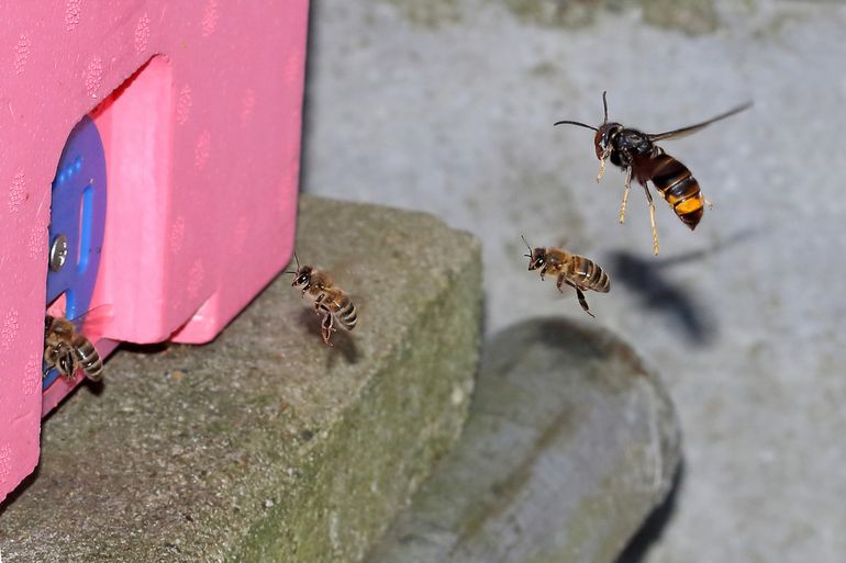 Een Aziatische hoornaar jaagt op honingbijen in Dreischor